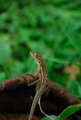 Anolis auratus - (polychrotidae sauria)