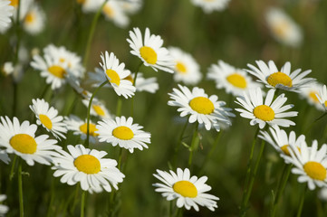 Field of daisies
