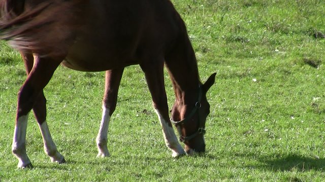 Pferd