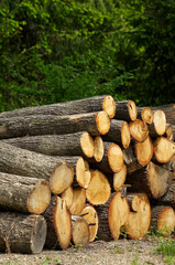 Stack of oak log