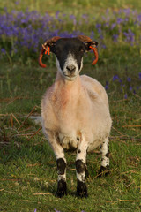 Ram in a field with Bluebells
