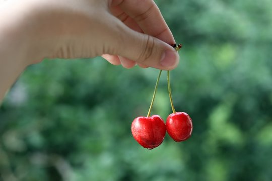 Female Hand Holding Two Cherries