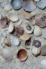 Shells on the beach