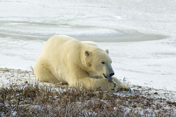 Polar Bear licking his paw In Arctic