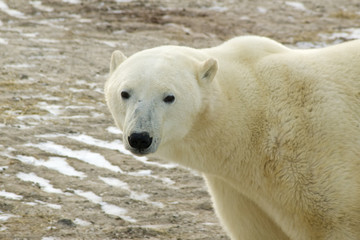 Fototapeta na wymiar Polar Bear In Arctic