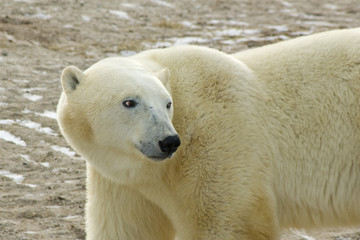 Fototapeta na wymiar Polar Bear In Arctic