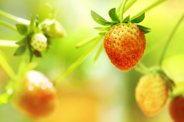 Strawberry fruits on the branch.