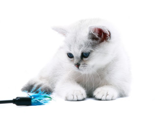 White kitten with a toy.