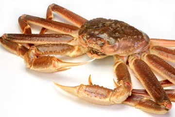 Gordijnen snow crab(raw) © Reika
