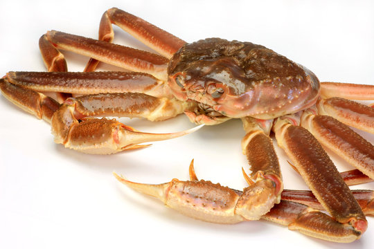 snow crab(raw)