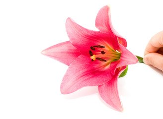 Fototapeta na wymiar red lily isolated on white