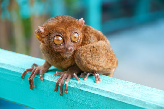 lovely tarsier