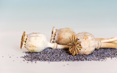 Opium poppy capsules with seeds