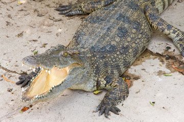 Crocodile