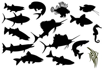 fishes set on a white background