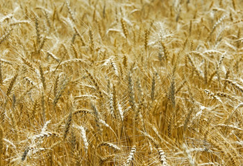 field of ripe wheat