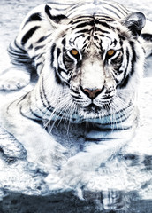 Picture of a silver tiger