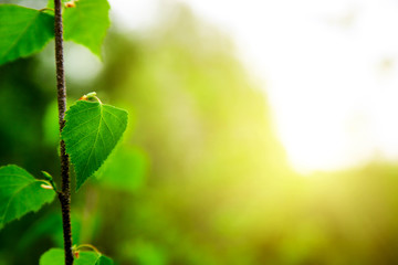 leaves of birch in deep forest