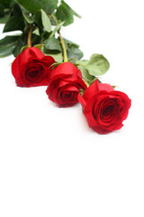 Fototapeta premium Red roses isolated
