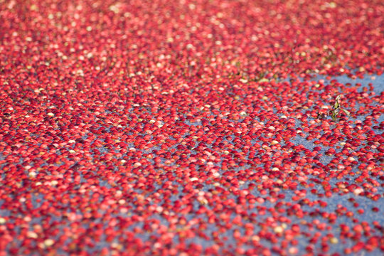 Red Cranberry Harvested