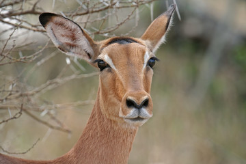 Impala, Schwarzfersenantilope, Südafrika