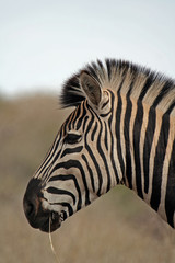 Fototapeta na wymiar Zebra, Südafrika