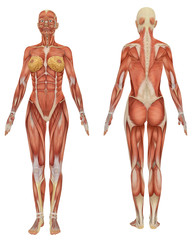Female muscular Anatomy Front and Rear View