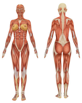 Female muscular Anatomy Front and Rear View