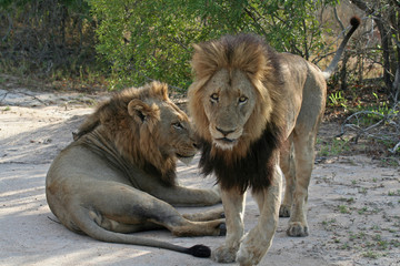 Löwenmännchen, Südafrika