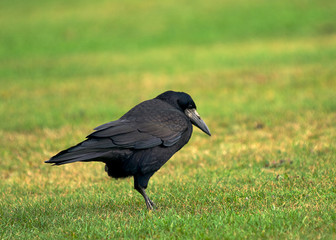 Rook