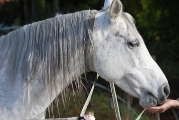 Pferd