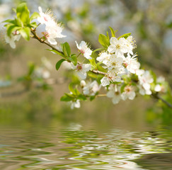 Apple Blossoms over water.