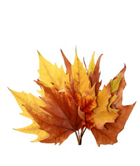 bunch of autumn leaves