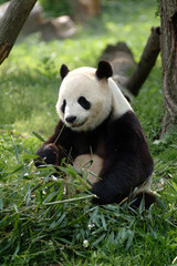 Naklejka na ściany i meble Olbrzymie pandy w polu