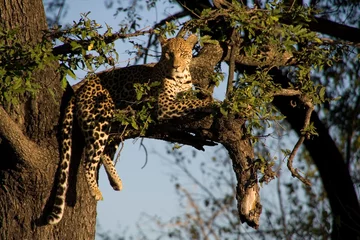 Foto op Canvas Leopard lying on a tree © bluetrue