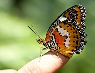Obraz premium Beautiful butterfly on child finger. Outdoor.