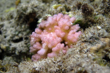 Corail digité (acropora)