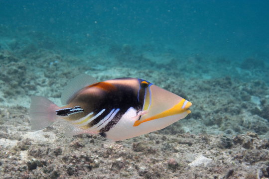 Baliste picasso dans un lagon.