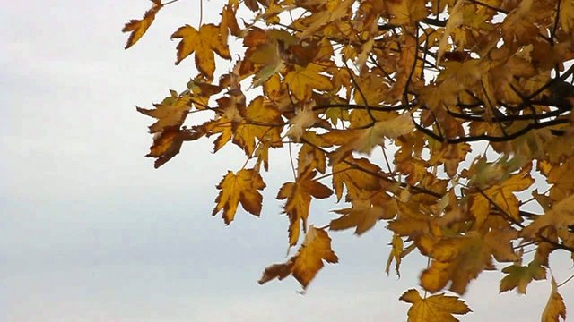 Herbst