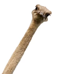 Deurstickers Struisvogel Struisvogel, Struthio camelus