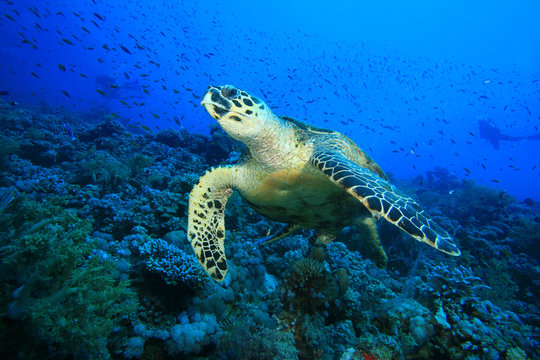 Hawksbill Turtle with scuba diver silhouettes in background