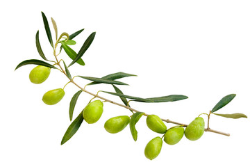 branch of green olives