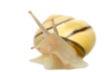 snail