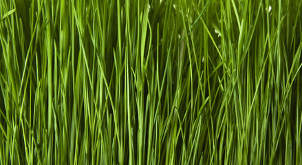 green grass background