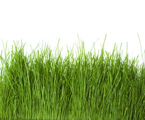 Fototapeta premium Green Grass isolated on white background