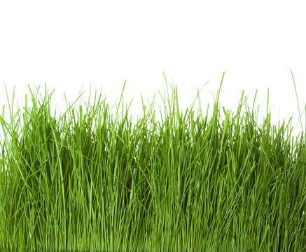 Green Grass isolated on white background