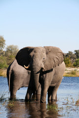 Obraz premium Elephants at a waterhole