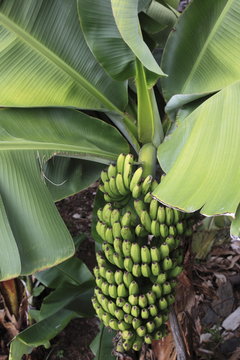 Bananen an Bananenstaude in Madeira
