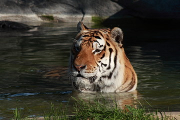 tiger bath