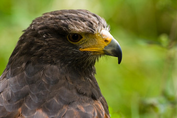 Portrait of Harris hawk in side angle view